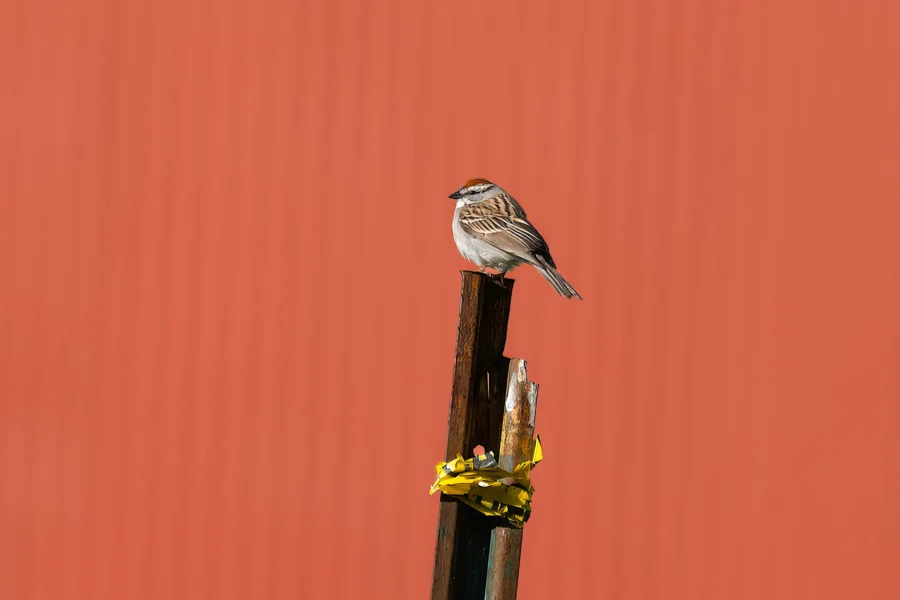 A small brown and white bird perched on a rusty post with yellow tape, against a solid red background. A small brown and white bird perched on a rusty post with yellow tape, against a solid red background.