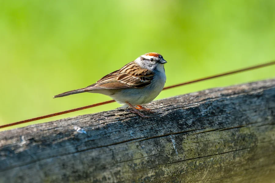 A small brown and white bird with a reddish cap perched on a weathered wooden fence, with a blurred green background. A small brown and white bird with a reddish cap perched on a weathered wooden fence, with a blurred green background.