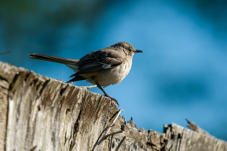 A small bird with gray and white feathers is perched on a weathered wooden fence against a blurred blue background. A small bird with gray and white feathers is perched on a weathered wooden fence against a blurred blue background.