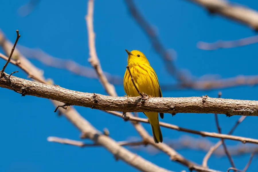 A yellow bird with brown streaks is perched on a tree branch against a clear blue sky. A yellow bird with brown streaks is perched on a tree branch against a clear blue sky.