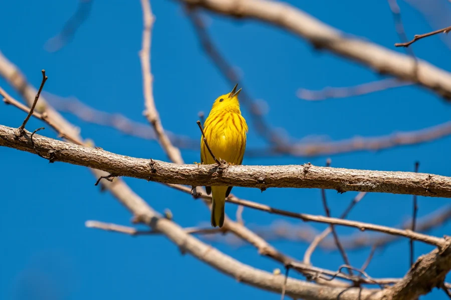 A yellow bird perches on a bare tree branch against a clear blue sky, singing with its beak open. A yellow bird perches on a bare tree branch against a clear blue sky, singing with its beak open.