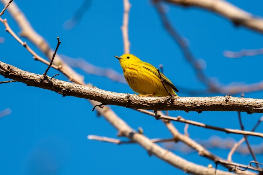 A small yellow bird with streaked markings is perched on a bare tree branch against a clear blue sky. A small yellow bird with streaked markings is perched on a bare tree branch against a clear blue sky.