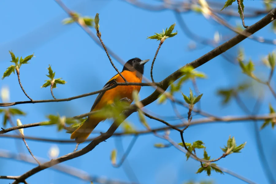A black and orange bird perches on a tree branch with green leaves against a clear blue sky. A black and orange bird perches on a tree branch with green leaves against a clear blue sky.