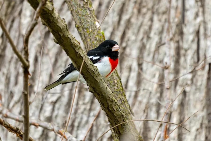 A rose-breasted grosbeak with black, white, and red plumage is perched on a tree branch in front of a blurred, bark-covered background. A rose-breasted grosbeak with black, white, and red plumage is perched on a tree branch in front of a blurred, bark-covered background.