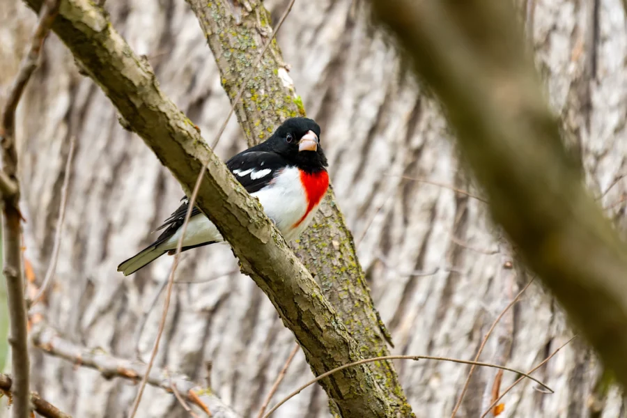 A black, white, and red bird perches on a tree branch with a blurred forest background. A black, white, and red bird perches on a tree branch with a blurred forest background.