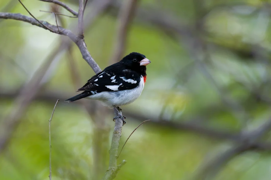 A black, white, and red bird perches on a thin branch with a blurred green background. A black, white, and red bird perches on a thin branch with a blurred green background.