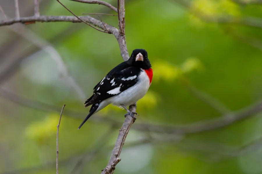 A rose-breasted grosbeak with black, white, and red plumage is perched on a slender branch with a blurred green background. A rose-breasted grosbeak with black, white, and red plumage is perched on a slender branch with a blurred green background.