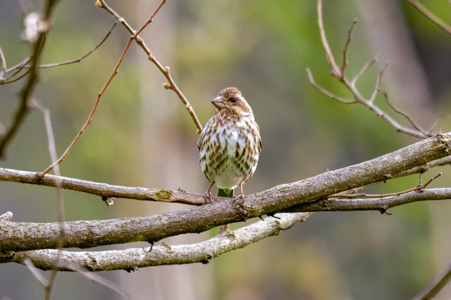 A small brown-and-white bird with streaked plumage is perched on a bare tree branch against a blurred green background. A small brown-and-white bird with streaked plumage is perched on a bare tree branch against a blurred green background.