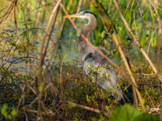 A great blue heron stands among reeds and grasses near the edge of a wetland, surrounded by green vegetation. A great blue heron stands among reeds and grasses near the edge of a wetland, surrounded by green vegetation.