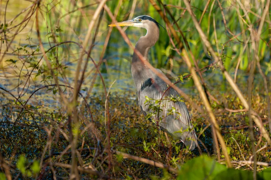 A great blue heron stands among reeds and grasses near the edge of a wetland, surrounded by green vegetation. A great blue heron stands among reeds and grasses near the edge of a wetland, surrounded by green vegetation.