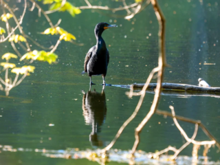 A black cormorant stands on a branch partially submerged in calm water, surrounded by leafy branches with its reflection visible in the water. A black cormorant stands on a branch partially submerged in calm water, surrounded by leafy branches with its reflection visible in the water.