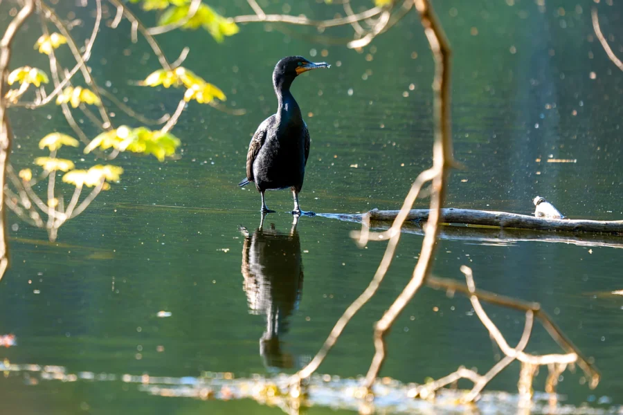 A black cormorant stands on a branch partially submerged in calm water, surrounded by leafy branches with its reflection visible in the water. A black cormorant stands on a branch partially submerged in calm water, surrounded by leafy branches with its reflection visible in the water.