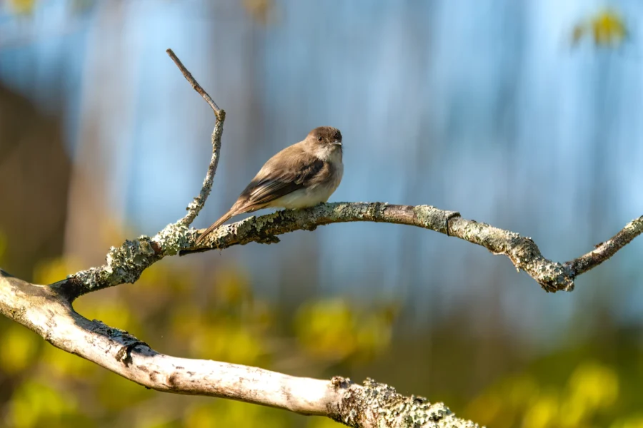A small brown and white bird is perched on a lichen-covered branch with a blurred background of trees and foliage. A small brown and white bird is perched on a lichen-covered branch with a blurred background of trees and foliage.