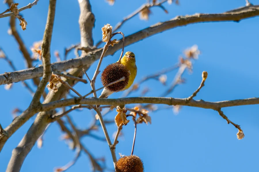 A small yellow bird perches on a dry seed pod among bare branches, with a clear blue sky in the background. A small yellow bird perches on a dry seed pod among bare branches, with a clear blue sky in the background.