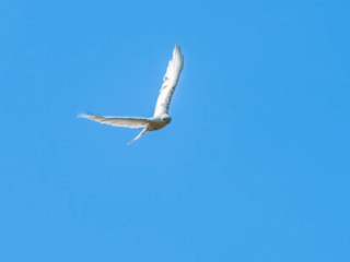 A white bird with outstretched wings flies against a clear blue sky. A white bird with outstretched wings flies against a clear blue sky.