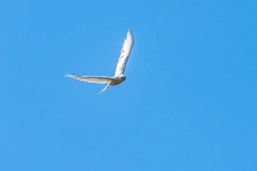 A white bird with outstretched wings flies against a clear blue sky. A white bird with outstretched wings flies against a clear blue sky.