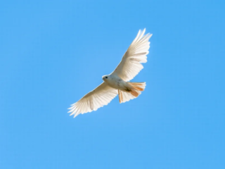 A white bird with outstretched wings is flying against a clear blue sky. A white bird with outstretched wings is flying against a clear blue sky.