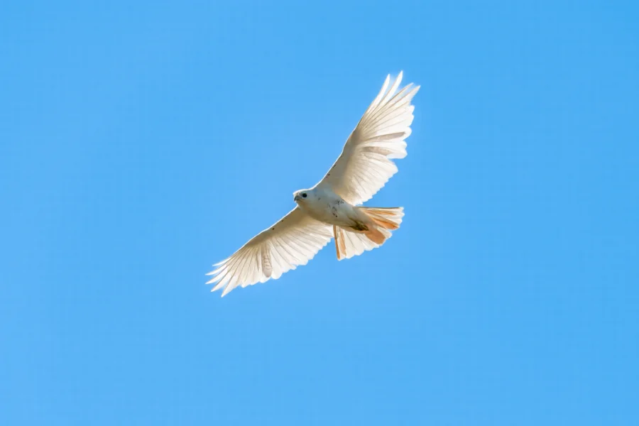 A white bird with outstretched wings is flying against a clear blue sky. A white bird with outstretched wings is flying against a clear blue sky.