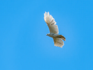 A white bird with outstretched wings is flying against a clear blue sky. A white bird with outstretched wings is flying against a clear blue sky.