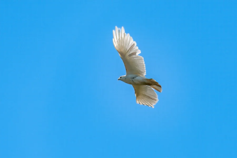 A white bird with outstretched wings is flying against a clear blue sky. A white bird with outstretched wings is flying against a clear blue sky.