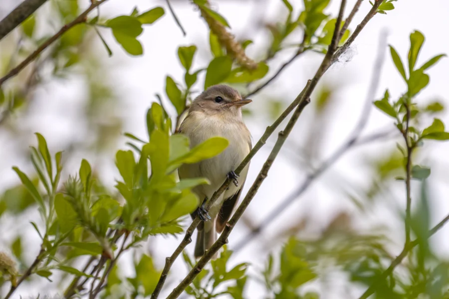 A small bird with light brown and white feathers perched on a branch surrounded by green leaves.