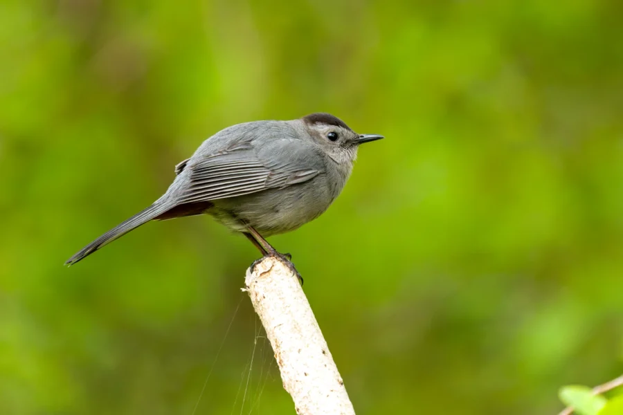 A gray bird with a dark cap perches on a light-colored branch against a blurred green background.