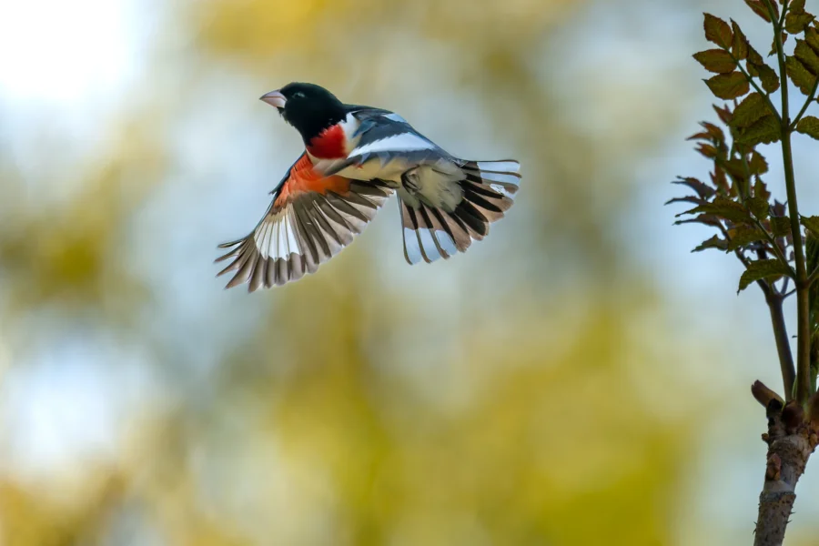 A bird with black, white, and red plumage is flying near a tree branch against a blurred green and yellow background.