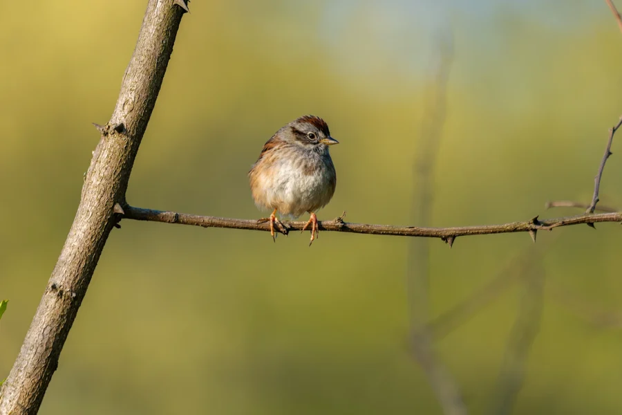 A small brown and white bird is perched on a thin branch against a blurred green and yellow background.