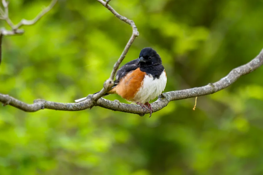 A small bird with a black head, white belly, and reddish-brown sides is perched on a tree branch against a blurred green background.