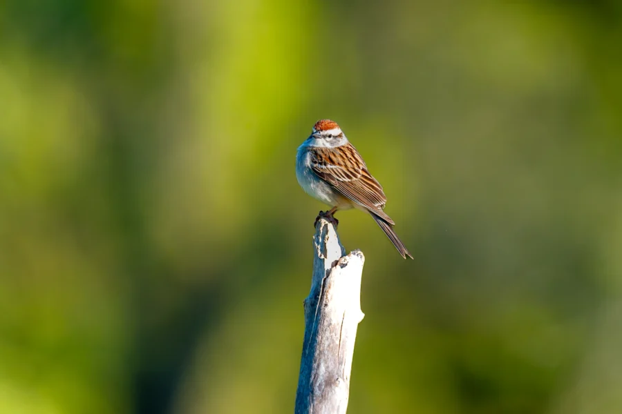 A small brown and white bird with a reddish cap is perched on the top of a weathered branch against a blurred green background.