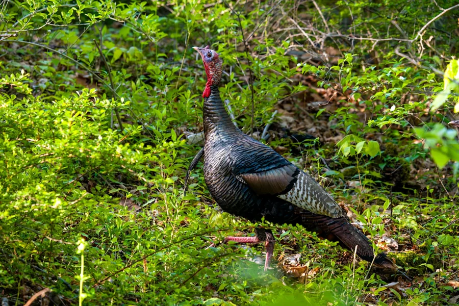 A wild turkey stands among green foliage in a sunlit wooded area. A wild turkey stands among green foliage in a sunlit wooded area.