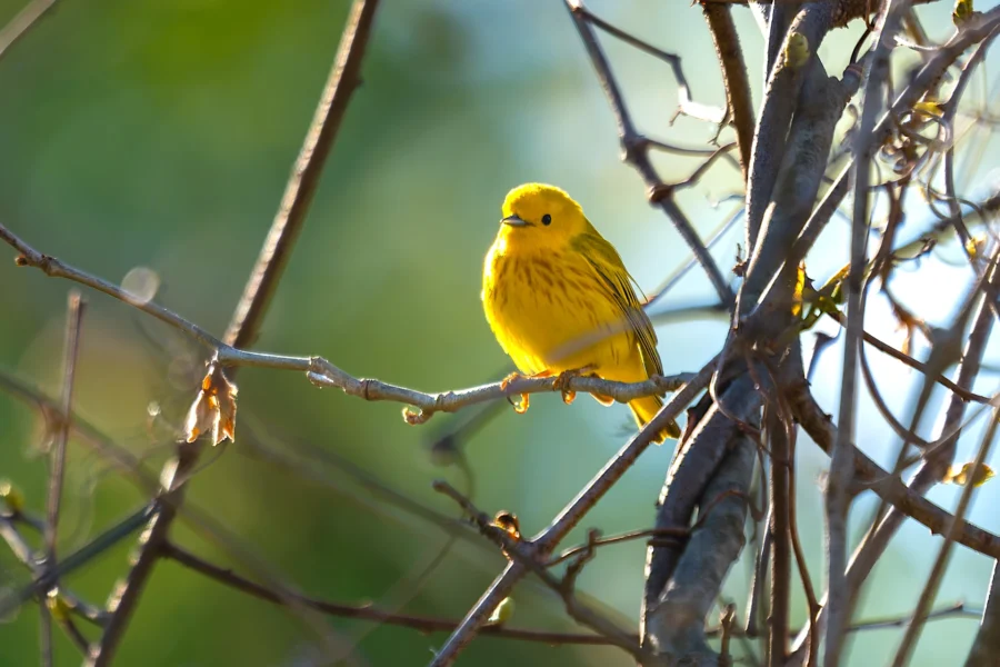 A bright yellow bird perches on a thin branch surrounded by brown twigs and blurred green foliage in the background. A bright yellow bird perches on a thin branch surrounded by brown twigs and blurred green foliage in the background.
