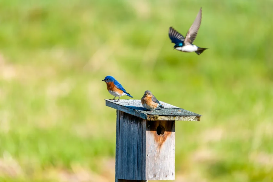 Two bluebirds perch on a wooden birdhouse while a swallow flies above them, with a blurred green background. Two bluebirds perch on a wooden birdhouse while a swallow flies above them, with a blurred green background.