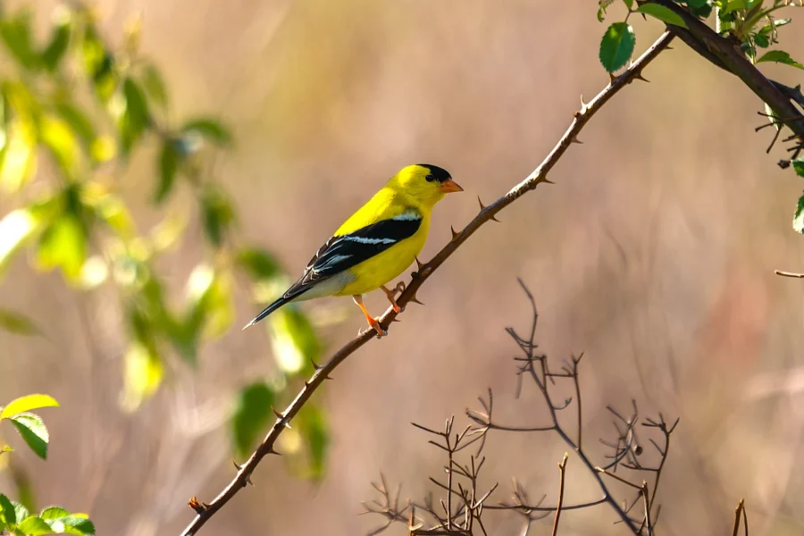 A yellow and black bird perched on a thin branch, surrounded by green leaves and blurred natural background. A yellow and black bird perched on a thin branch, surrounded by green leaves and blurred natural background.