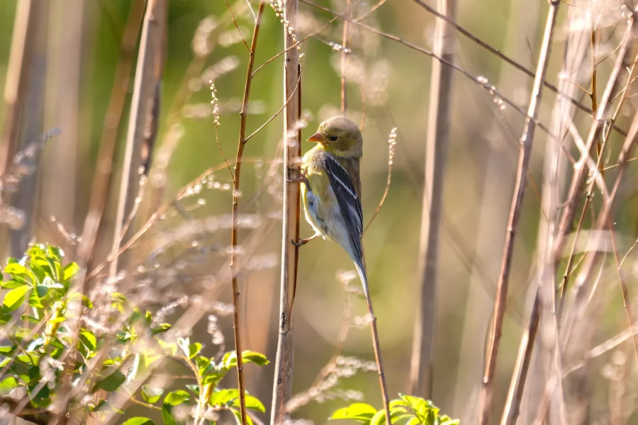 A small yellow and gray bird perches on a thin vertical twig amid dry grass and green foliage in sunlight. A small yellow and gray bird perches on a thin vertical twig amid dry grass and green foliage in sunlight.