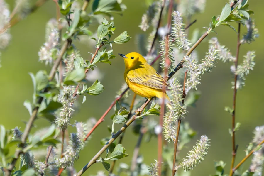 A yellow bird with black eyes perches on a branch surrounded by green leaves and blooming catkins against a blurred green background. A yellow bird with black eyes perches on a branch surrounded by green leaves and blooming catkins against a blurred green background.