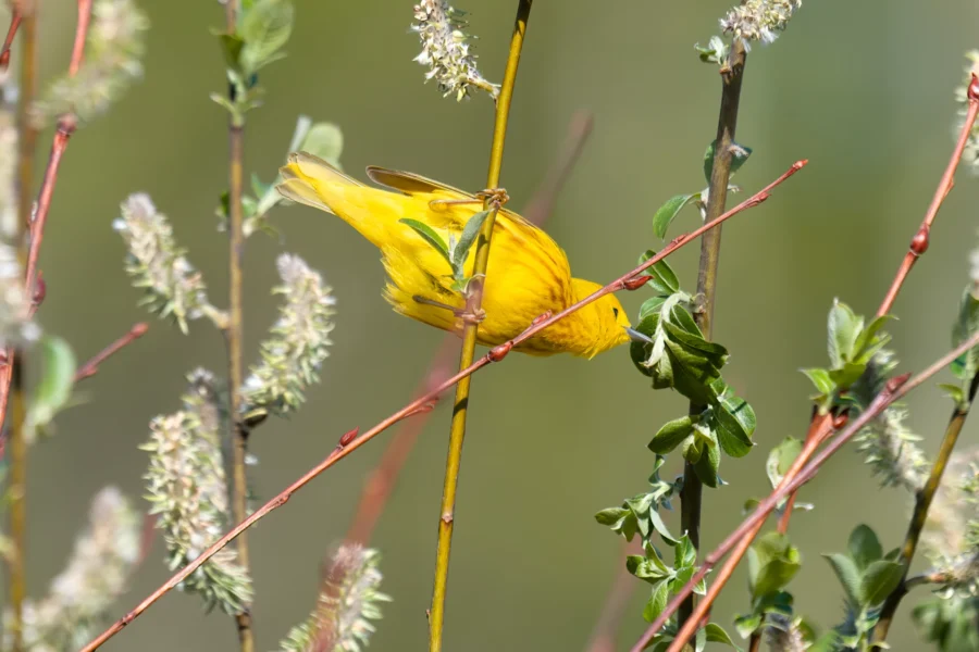 A yellow bird hangs upside down on a thin branch among green leaves and budding flowers. A yellow bird hangs upside down on a thin branch among green leaves and budding flowers.