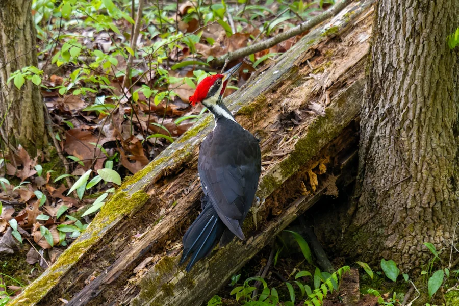 A pileated woodpecker with a red crest is perched on the side of a fallen, mossy tree trunk in a forested area. A pileated woodpecker with a red crest is perched on the side of a fallen, mossy tree trunk in a forested area.