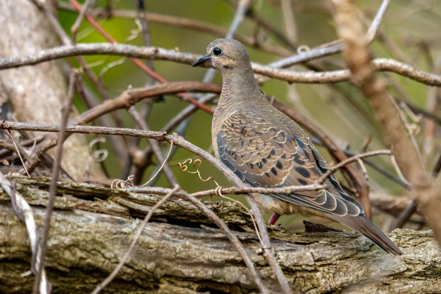 A mourning dove with brown and gray feathers stands on a tree branch surrounded by twigs and branches in a natural outdoor setting. A mourning dove with brown and gray feathers stands on a tree branch surrounded by twigs and branches in a natural outdoor setting.