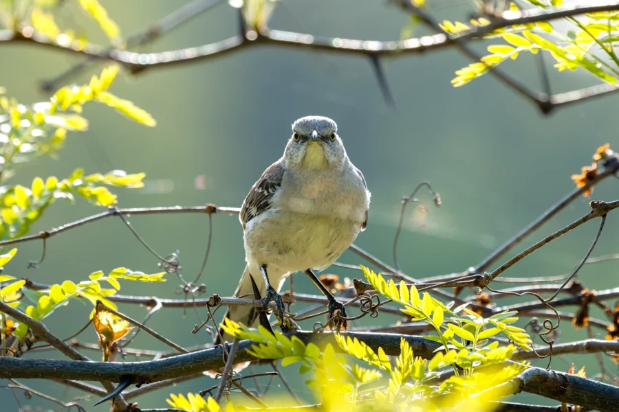 A small gray and white bird perches on a branch surrounded by green leaves, facing the camera in natural sunlight.