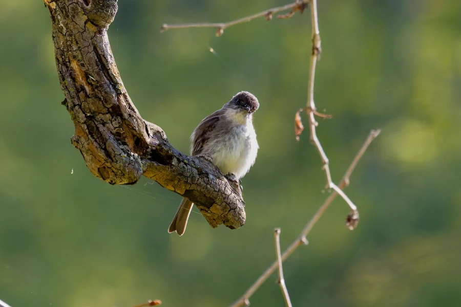 A small bird with a white belly and brown wings is perched on a thick, rough tree branch against a blurred green background.