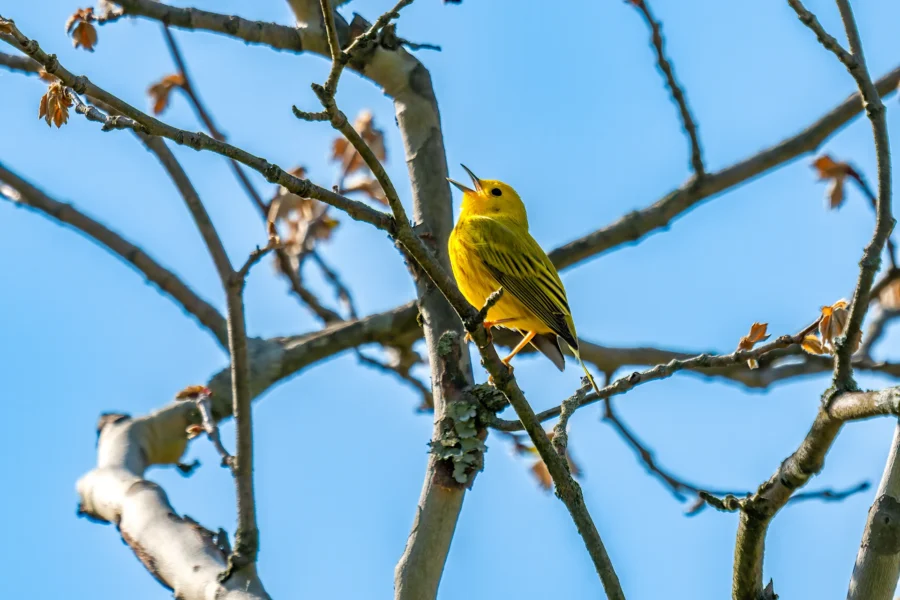 A yellow bird perches on a branch of a tree with sparse leaves against a clear blue sky. A yellow bird perches on a branch of a tree with sparse leaves against a clear blue sky.