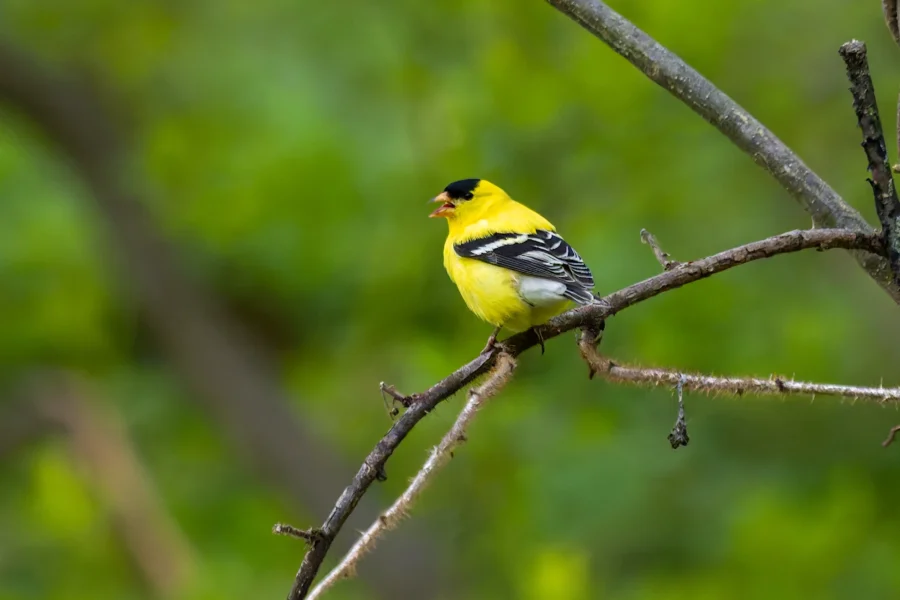A bright yellow bird with black wings and cap perches on a thin branch against a blurred green background. A bright yellow bird with black wings and cap perches on a thin branch against a blurred green background.