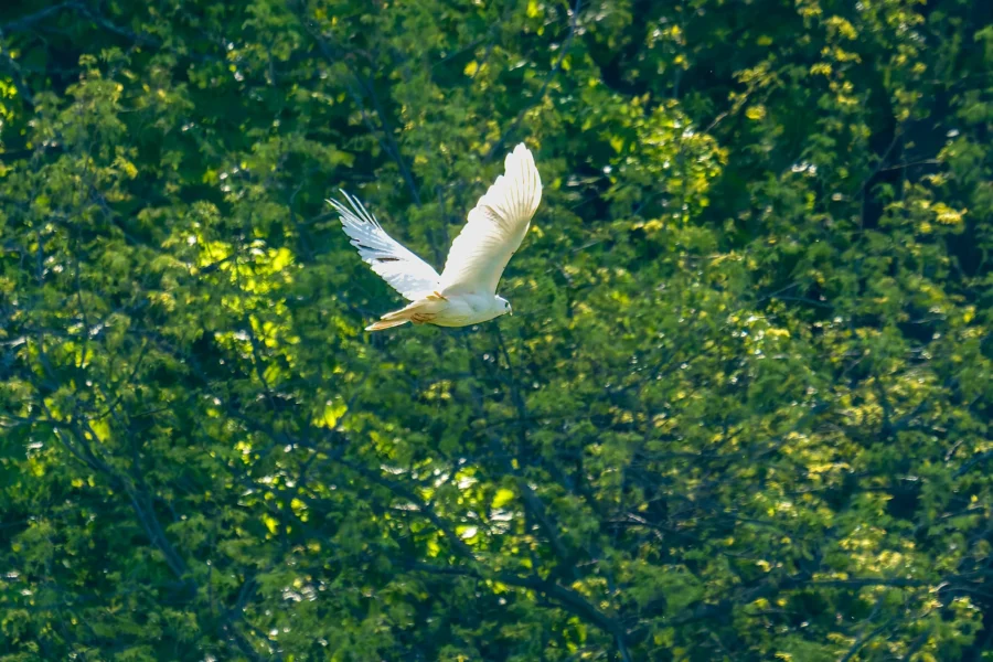 A white bird is flying with wings outstretched in front of dense green foliage. A white bird is flying with wings outstretched in front of dense green foliage.