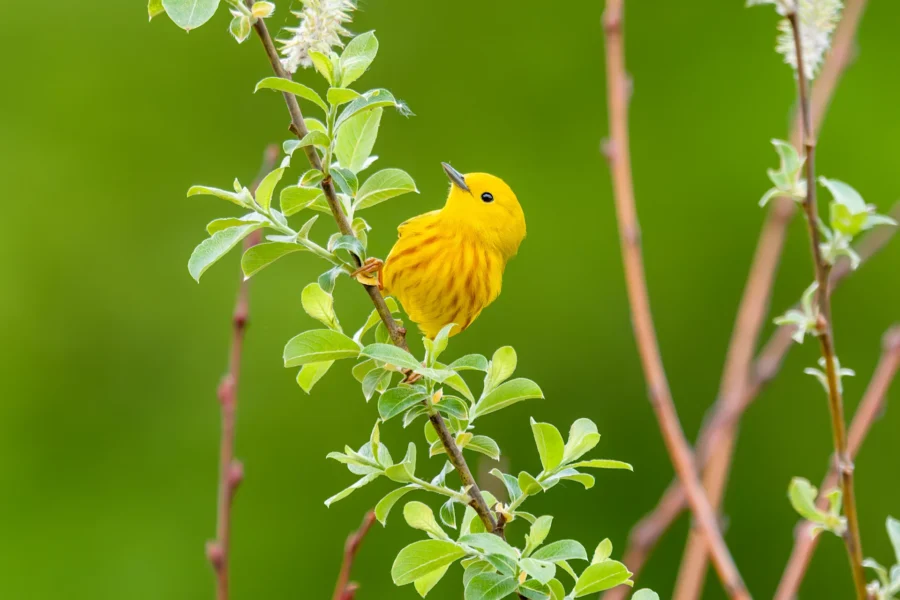 A yellow warbler with streaked chest feathers perches on a leafy branch against a blurred green background. A yellow warbler with streaked chest feathers perches on a leafy branch against a blurred green background.