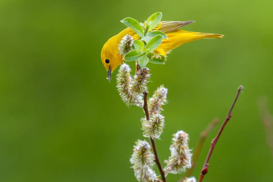 A yellow bird perched upside down on a branch with green leaves and fluffy white buds against a green blurred background. A yellow bird perched upside down on a branch with green leaves and fluffy white buds against a green blurred background.