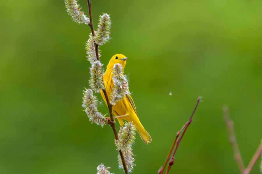A bright yellow bird perches on a flowering branch against a blurred green background. A bright yellow bird perches on a flowering branch against a blurred green background.
