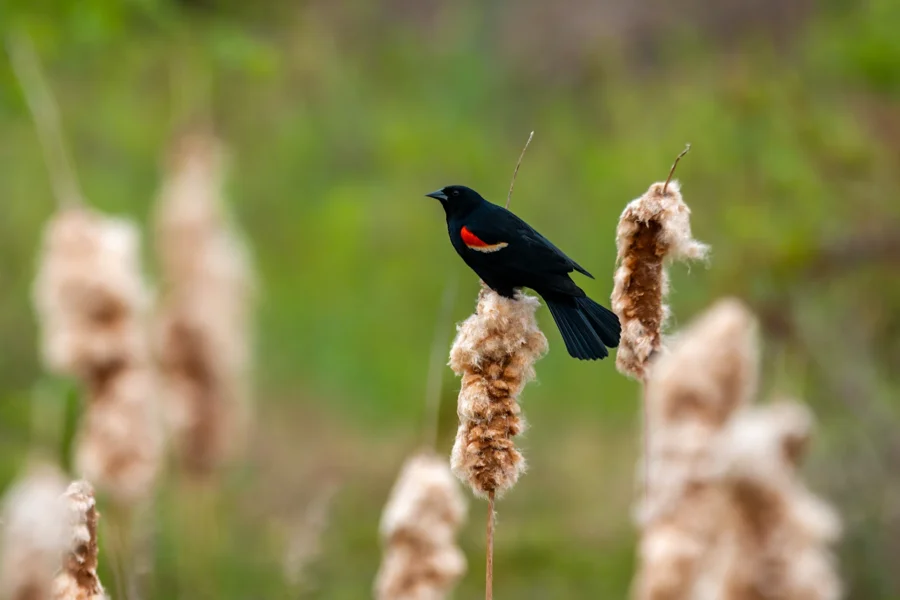 A black bird with a red patch on its wing perches on a brown cattail in a green, blurred background. A black bird with a red patch on its wing perches on a brown cattail in a green, blurred background.
