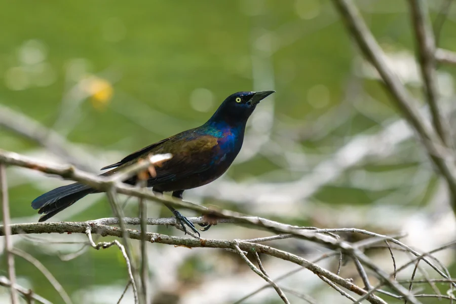 A blackbird with iridescent feathers perches on a branch against a blurred green background. A blackbird with iridescent feathers perches on a branch against a blurred green background.