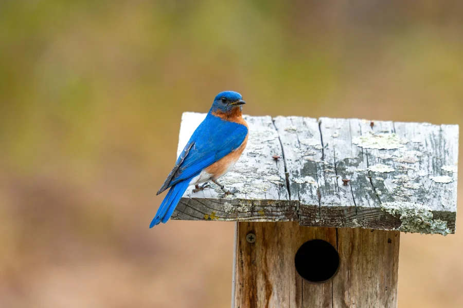 A bluebird with bright blue and orange plumage is perched on top of a weathered wooden birdhouse with a round entrance hole. A bluebird with bright blue and orange plumage is perched on top of a weathered wooden birdhouse with a round entrance hole.